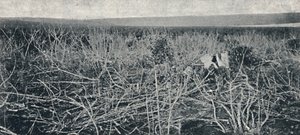 Cassava Plantation by Axel Frick