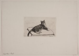 Lying Cat