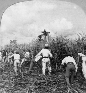 Harvesting Sugar Cane, Rio Pedro, Porto Rico