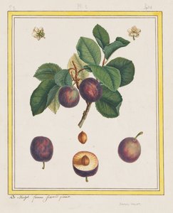 Damascus Plum by B. Michel