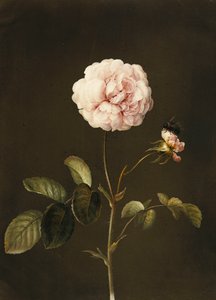 A Gallica Rose with a Bumblebee