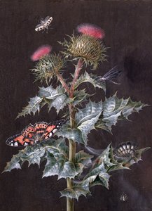 A Study of a Thistle with Insects