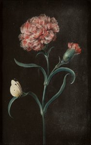 Set of Four Still Lifes with Butterflies
