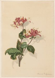 Branch of Wild Honeysuckle (Lonicera periclymenum)