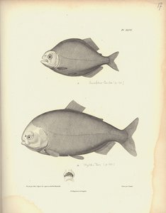 Characidae, Pl. XLVII, steel engraved by Coutant after an engraving by Nicola Huet, illustration from 