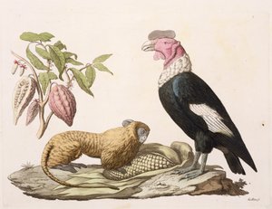 Lion monkey and condor, native to Chile or Ecuador, from 