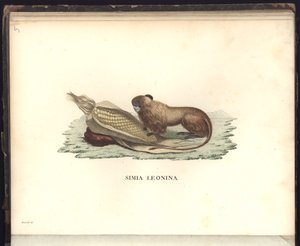 Simia leonina, Pl.V, illustration from Beobachtungen aus der Zoologie und Vergleichenden Anatomie gesammelt auf einer Reise nach den Tropen-Ländern des neuen Kontinents, in den Jahren 1799, 1800, 1801 by Baron Friedrich Alexander von Humboldt