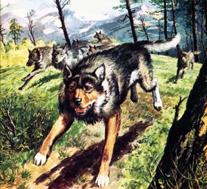 The Call of the Wild, based on the novel by Jack London