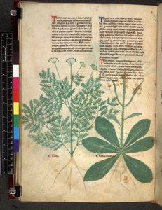 Tractatus de Herbis