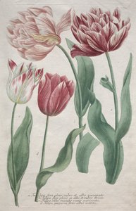 Tulips by Bartholomaus Seutter