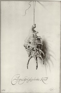 Seashell from an Album by Bartholomeus Assteyn