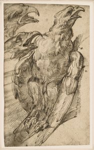 Study of an Eagle by Bartolomeo Passarotti