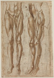 Two Studies of a Flayed Man