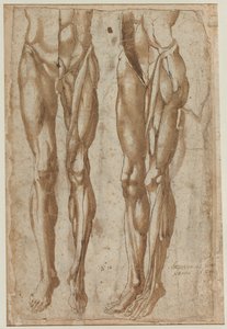 Two Studies of a Flayed Man (recto) Study of a Flayed Torso (verso)