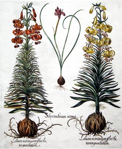 Spanish Nut and Yellow Turk