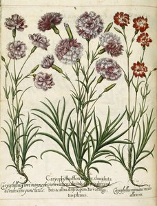 Caryophyllus, from Hortus Eystettensis by Basilius Besler