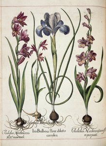 Gladiolus and Iris, from Hortus Eystettensis by Basilius Besler