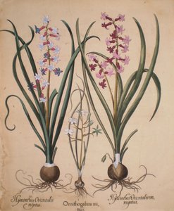 Hyacinthus orientalis mixtus, Ornithogalum minus, Hyacinthus orientalis variegatus