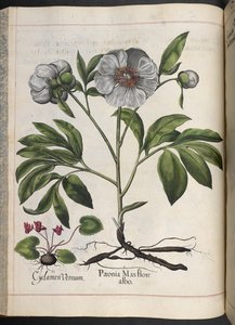 Plate 106: Cyclamen Vernum, Paonia Mas Flore Albo, from Hortus Eystettensis, by Basilius Besler by Basilius Besler