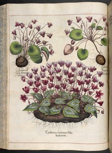 Plate 348: Cyclamen. Hortus Eystettensis, Basilius Besler, 1613 by Basilius Besler