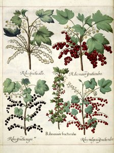 Red and blackcurrant plants, from 