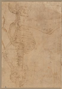Half-Length Skeleton in Profile by Battista Franco