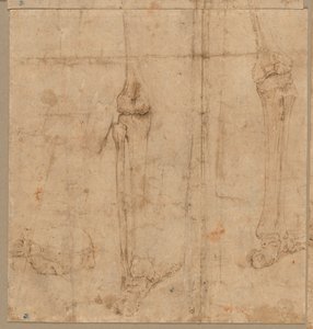 Lower Half of Skeleton from the Back by Battista Franco