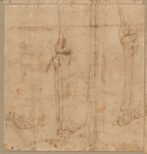 Lower Half of Skeleton from the Back, early 1540s by Battista Franco