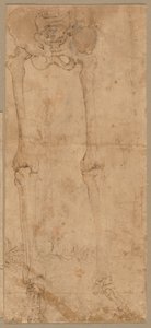 Lower Half of Skeleton from the Front by Battista Franco