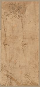 Lower Half of Skeleton from the Front by Battista Franco