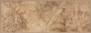 Torsos with Rib Cages by Battista Franco