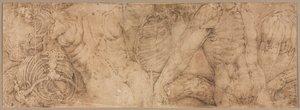 Torsos with Rib Cages, early 1540s by Battista Franco