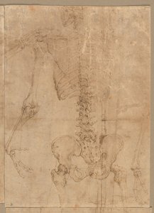 Upper Half of Skeleton from the Back by Battista Franco