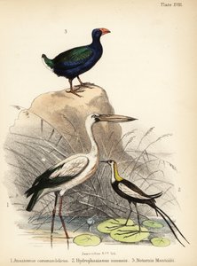 Asian Openbill, Pheasant-tailed Jacana and Takahe
