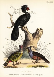 Blood Pheasant, Wattled Curassow and Mountain Quail