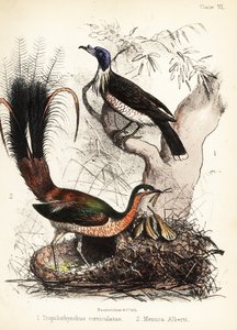 Friarbird and lyrebird by Bauerrichter