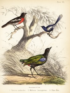 Pacific robin, white-winged fairywren and rainbow pitta by Bauerrichter
