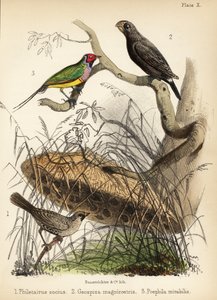 Sociable weaver, large ground finch and Gouldian finch. 1855 by Bauerrichter