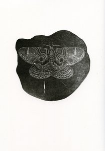 Night Butterfly by Bella Larsson