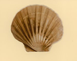 Illustration for booklet entitled Sea Shells by Benjamin D. Sigmund