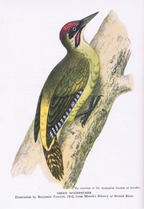 Green Woodpecker, Nature in Britain published by Collins