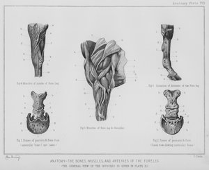 Anatomy, The Bones, Muscles, and Arteries of the Fore Leg