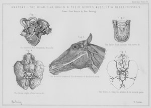 Anatomy, the Head, Ear, Brain and Their Nerves, Muscles and Blood-Vessels