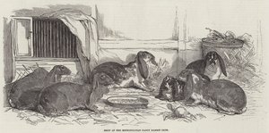 Show of the Metropolitan Fancy Rabbit Club by Benjamin Herring