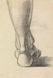 Anatomical Study of the Heel of a Foot