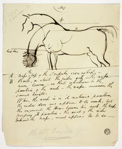 Sketch of Horse with Notations
