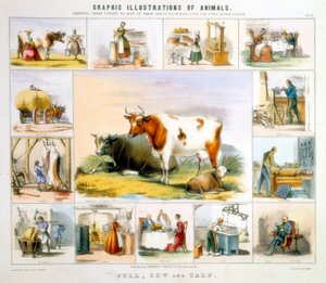 The Cow