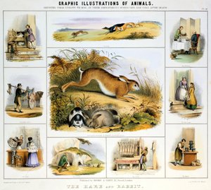 The Hare and the Rabbit