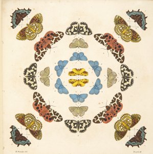 Detail from Plate III, from A Rare Depiction of Butterflies and Moths, pub. 1764 by Benjamin Wilkes
