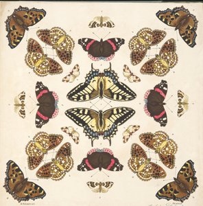 Detail from Plate II, from A Rare Depiction of Butterflies and Moths, pub. 1764 by Benjamin Wilkes